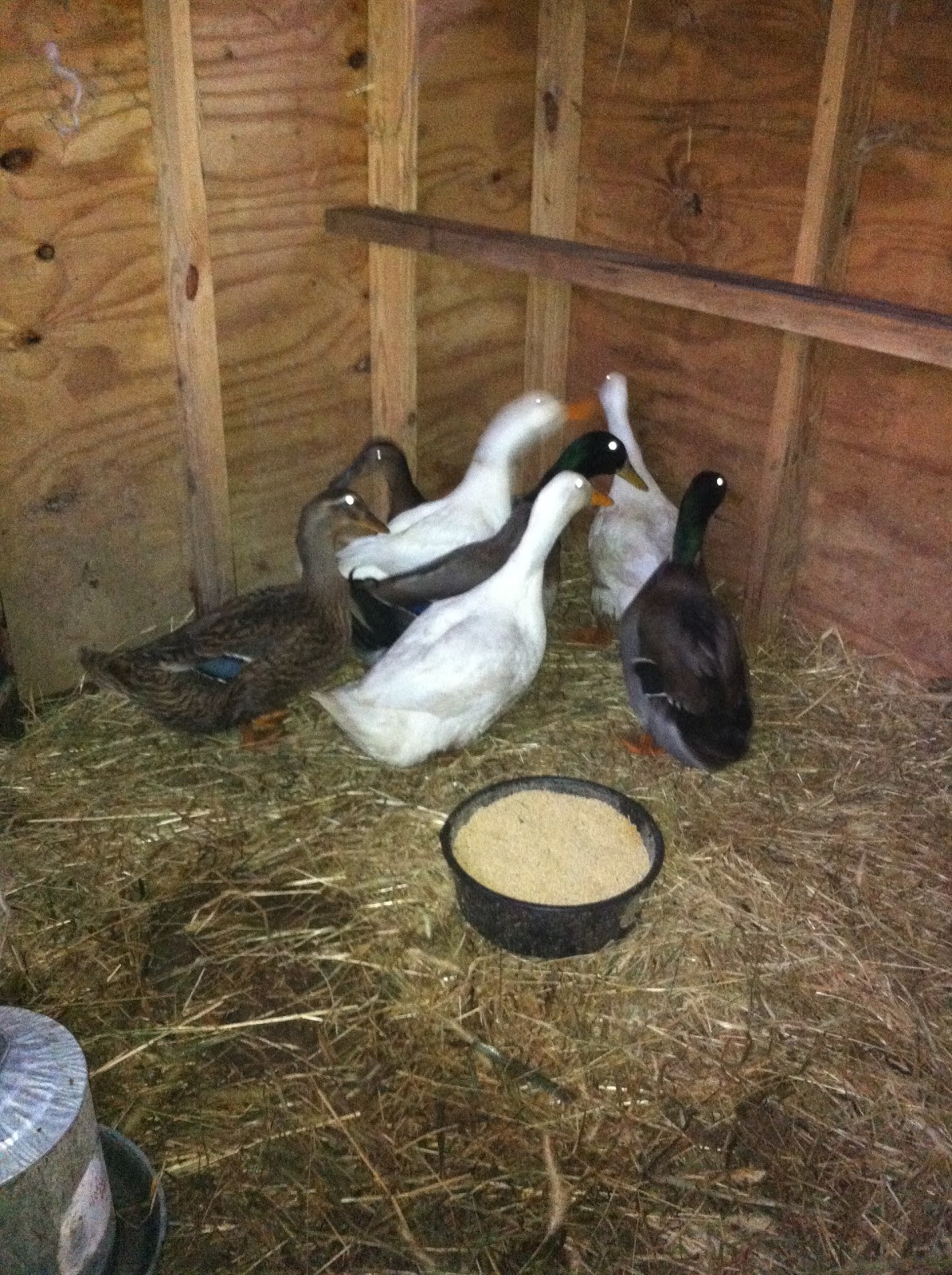 Turkeys and Ducks, living together, happily ever after Timber Creek Farm